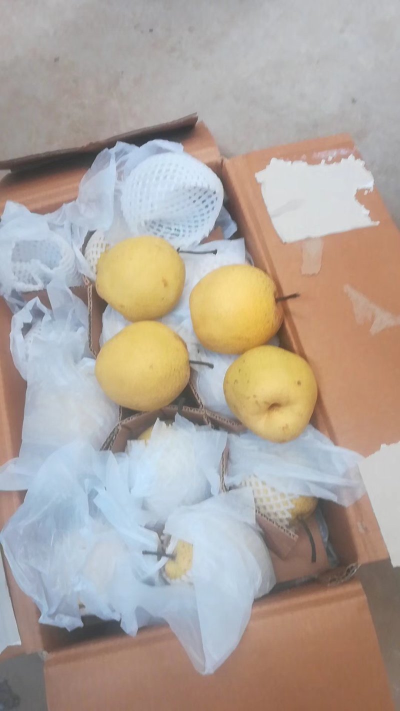 雪花梨过手货无黑心无坏梨