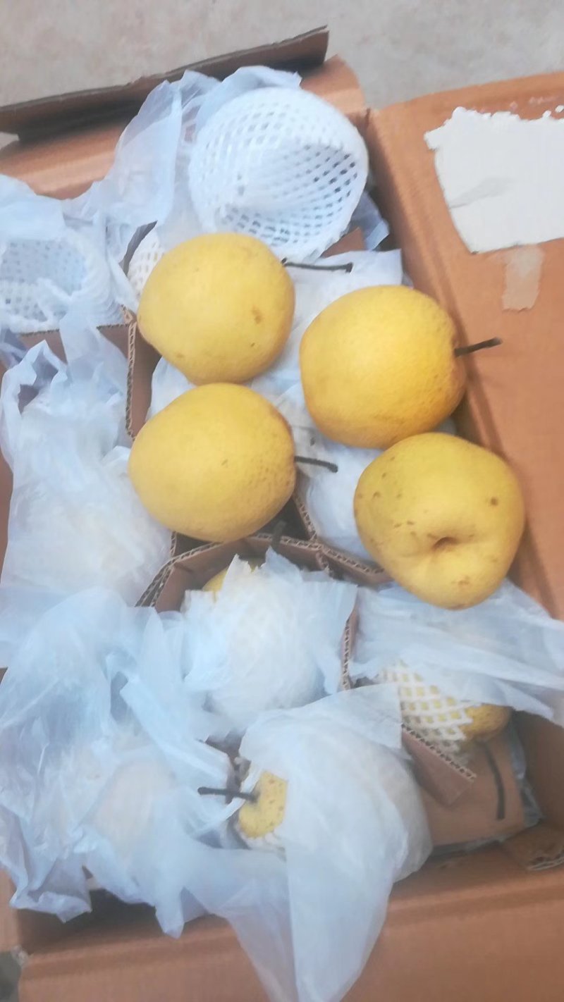 雪花梨过手货无黑心无坏梨