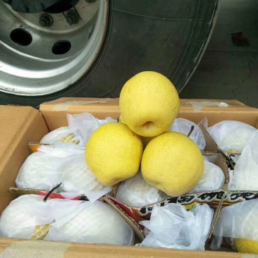 雪花梨过手货无黑心无坏梨