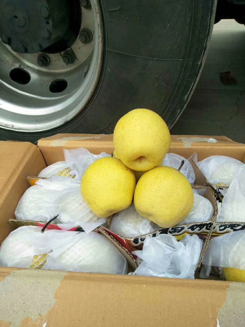 雪花梨过手货无黑心无坏梨
