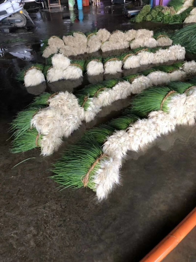 小葱