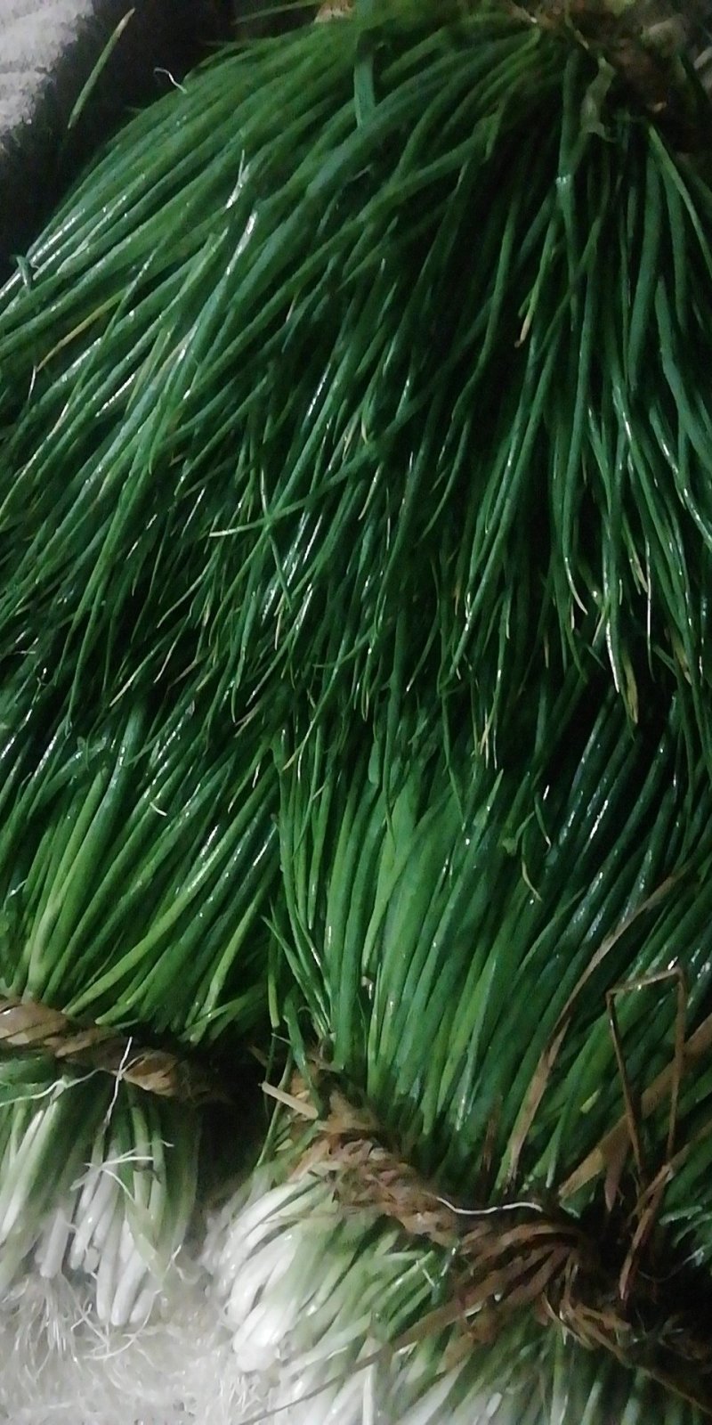 小葱