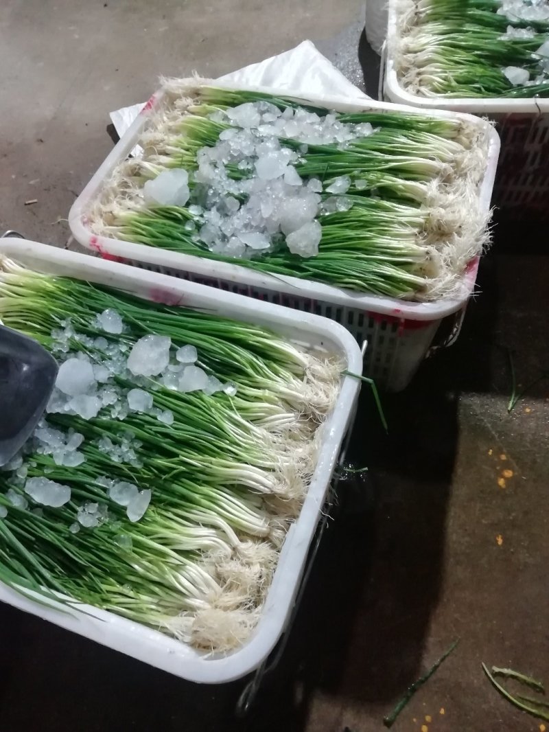 小葱