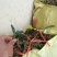 石橄榄/小号石橄榄/双叶石橄榄/新鲜石橄榄/果上叶