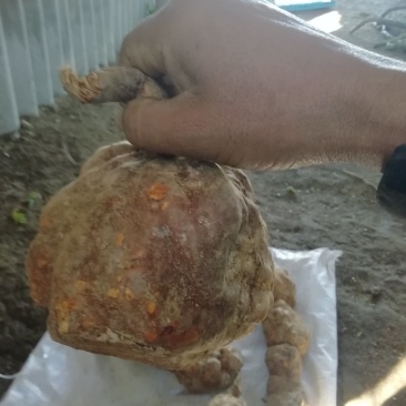 大量，批发零售野生的何首乌22222222