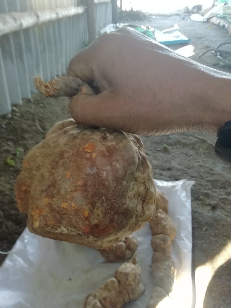大量，批发零售野生的何首乌22222222