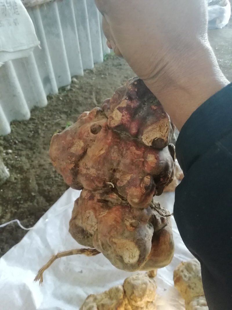 大量，批发零售野生的何首乌22222222
