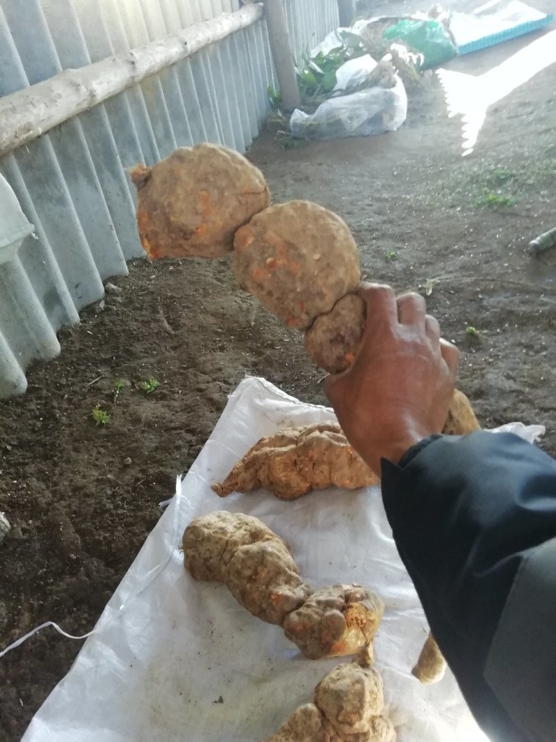 大量，批发零售野生的何首乌22222222