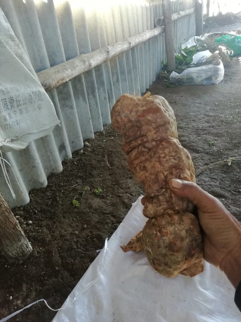 大量，批发零售野生的何首乌22222222