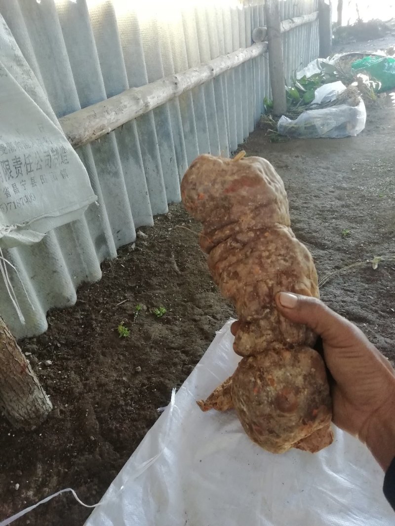大量，批发零售野生的何首乌22222222