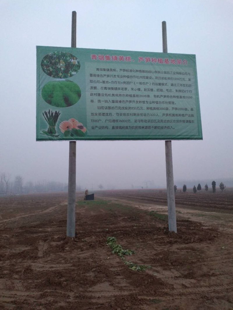 芦笋苗芦笋根绿白芦笋苗育苗基地直销死苗补发视频选一件代发