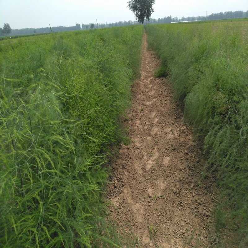 芦笋苗芦笋根绿白芦笋苗育苗基地直销死苗补发视频选一件代发