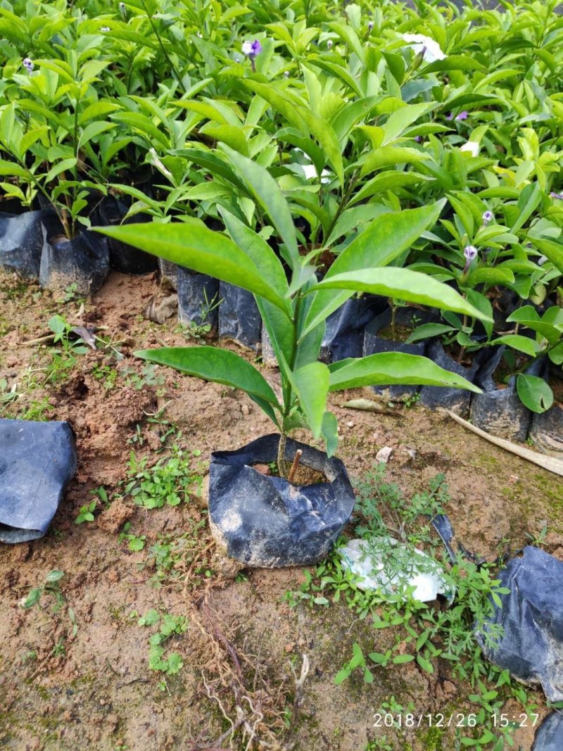 双色茉莉茉莉高20到30厘米福建漳州闽景园艺场