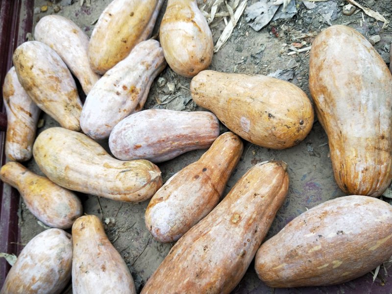 大量供应养殖加工厂南瓜，青南瓜0.12元左右。