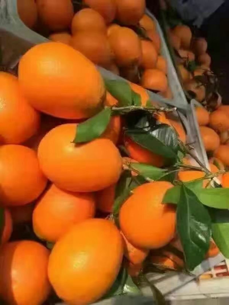 纽荷尔脐橙，看园定货，鲜货现摘，一手货源，货源充足。