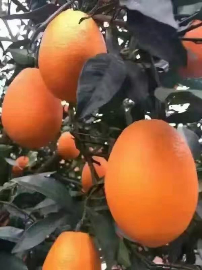 纽荷尔脐橙，看园定货，鲜货现摘，一手货源，货源充足。