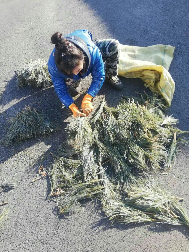 红松接穗，采自红松母树林，品质优良！诚信经营，拒绝虚假！