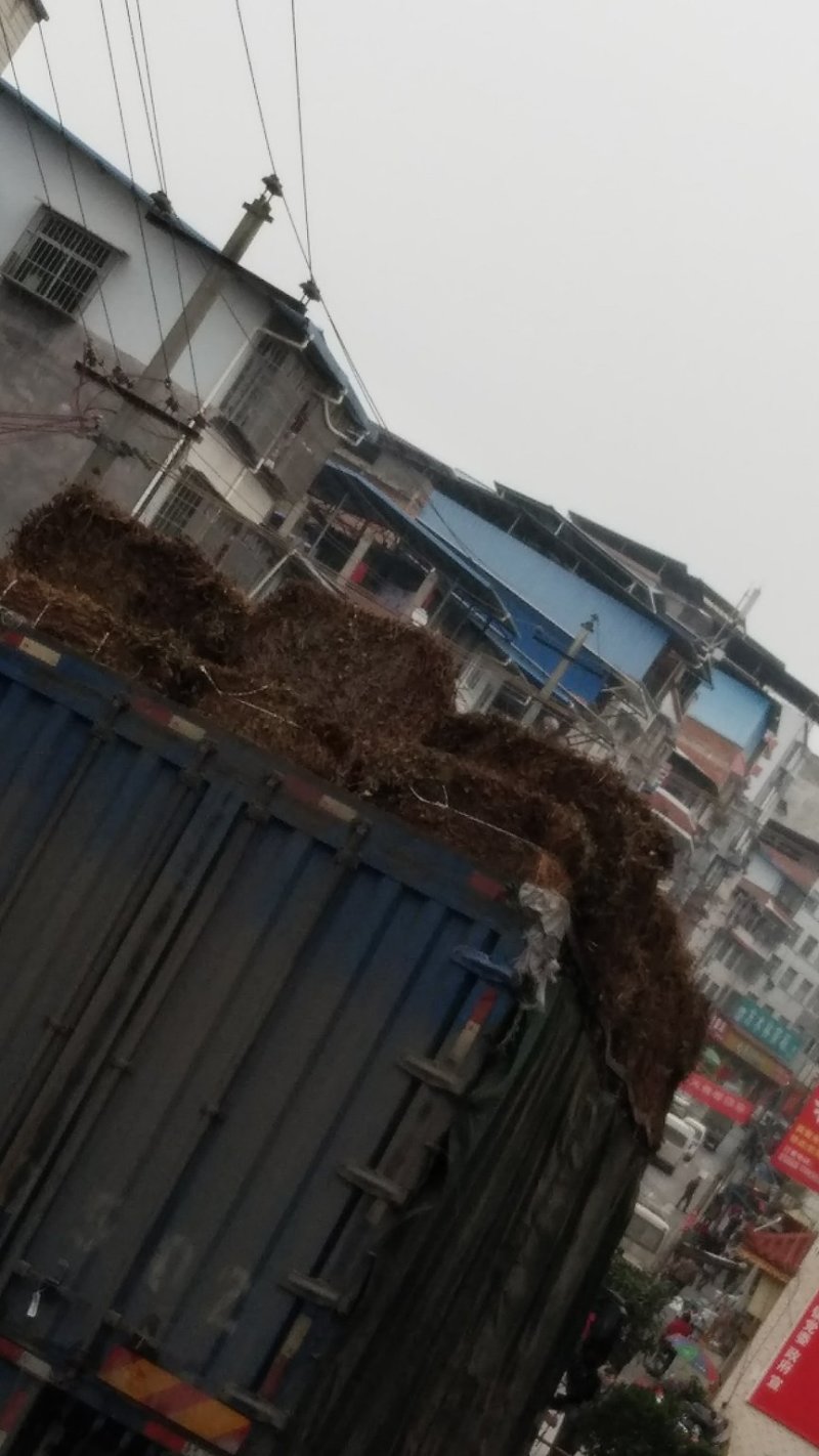 鱼腥草