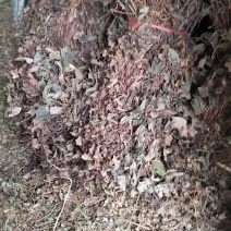 鱼腥草