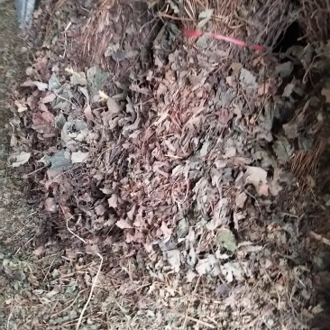 鱼腥草