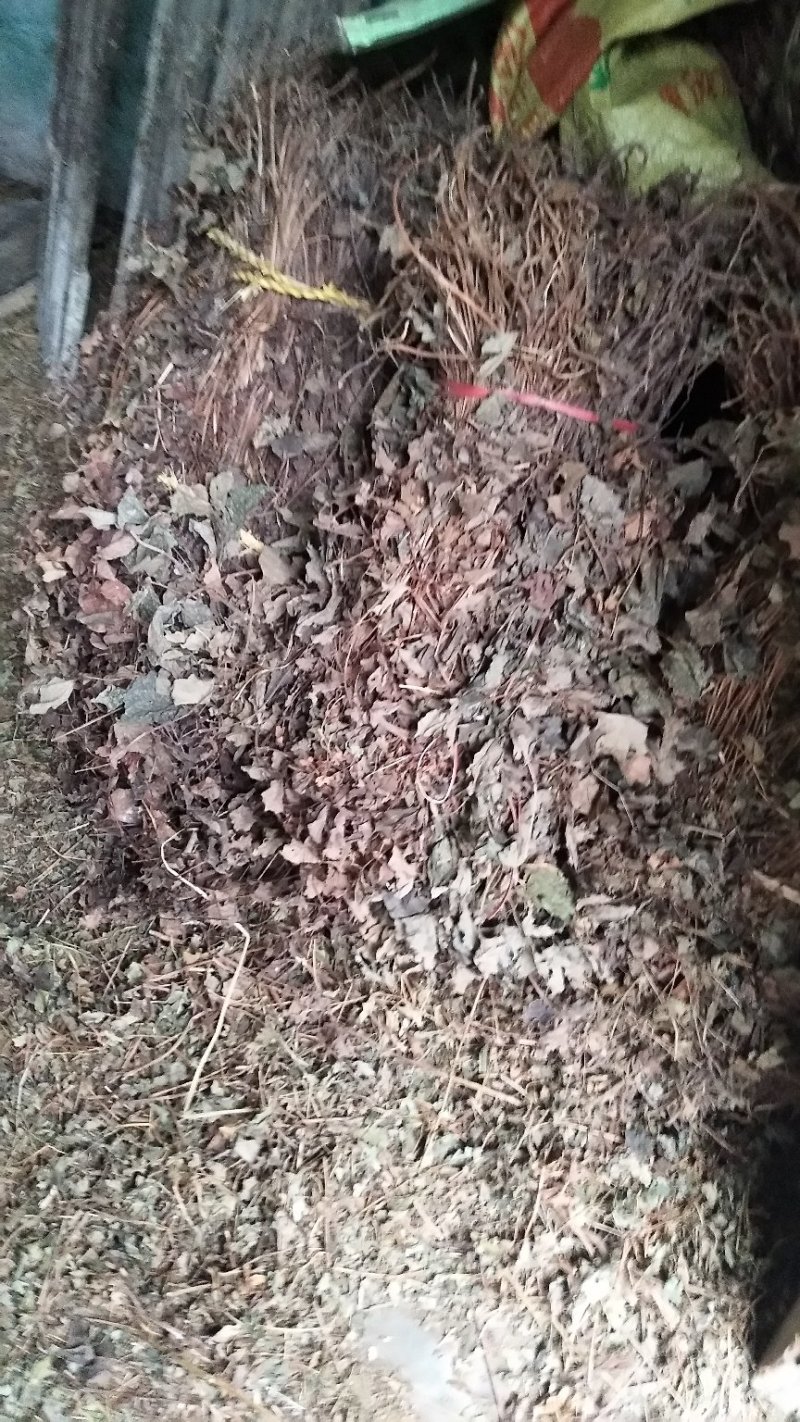 鱼腥草