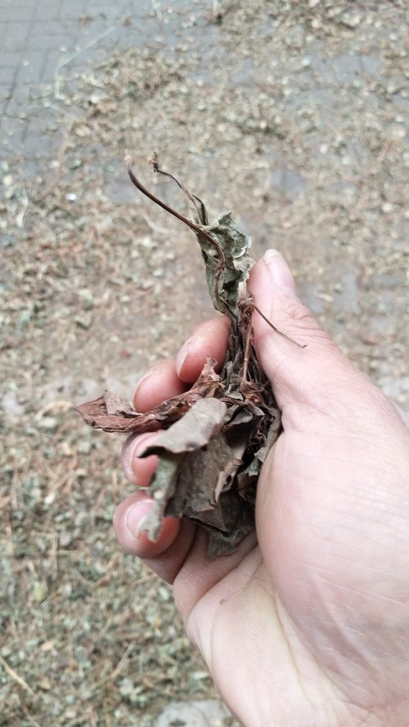 鱼腥草