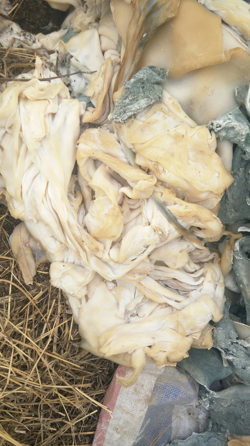 牛皮