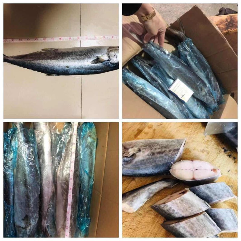 渤海湾燕鲅（马鲛鱼）