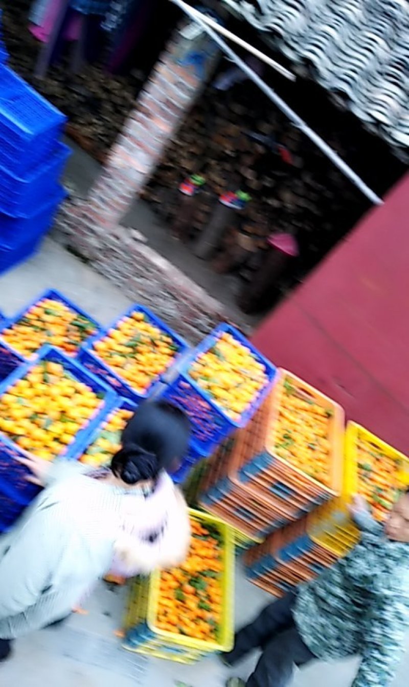 沙糖桔