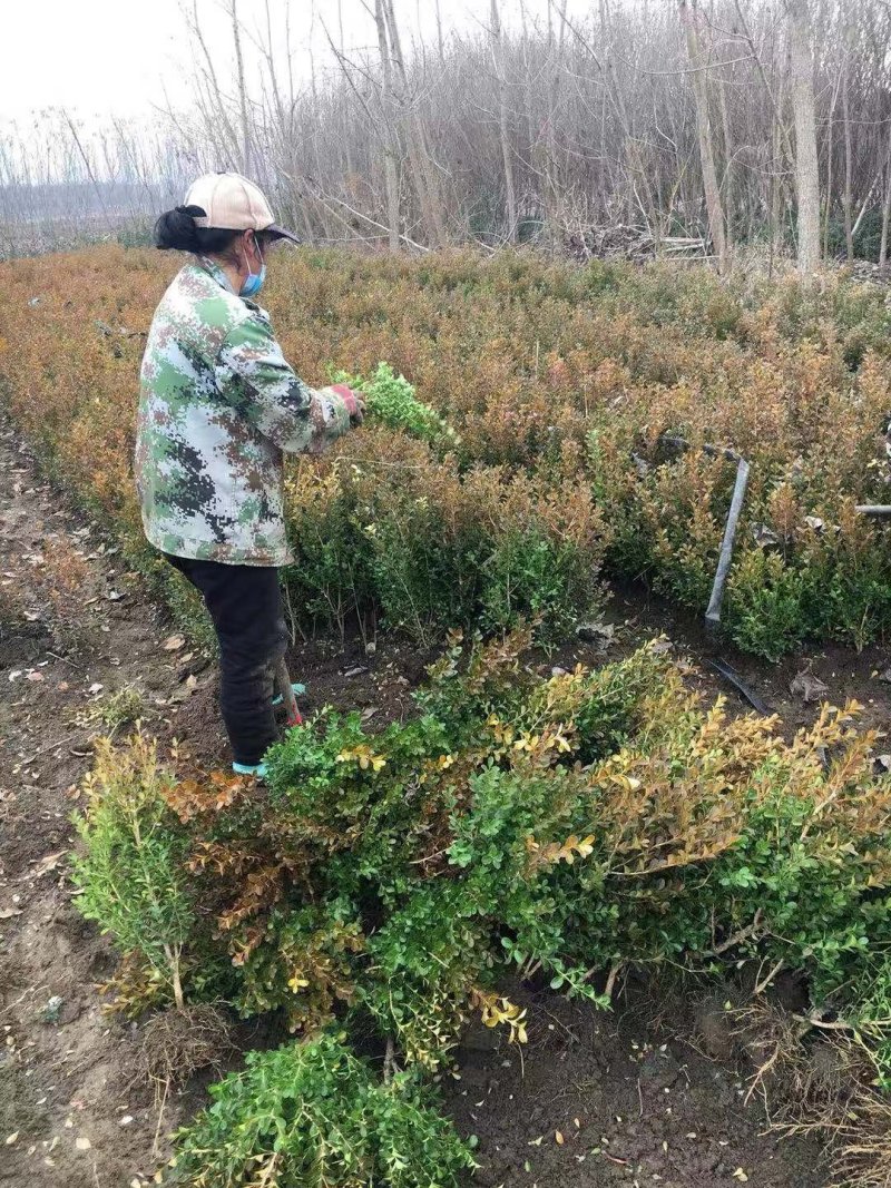 黄杨瓜子地苗黄杨球小叶黄杨毛球