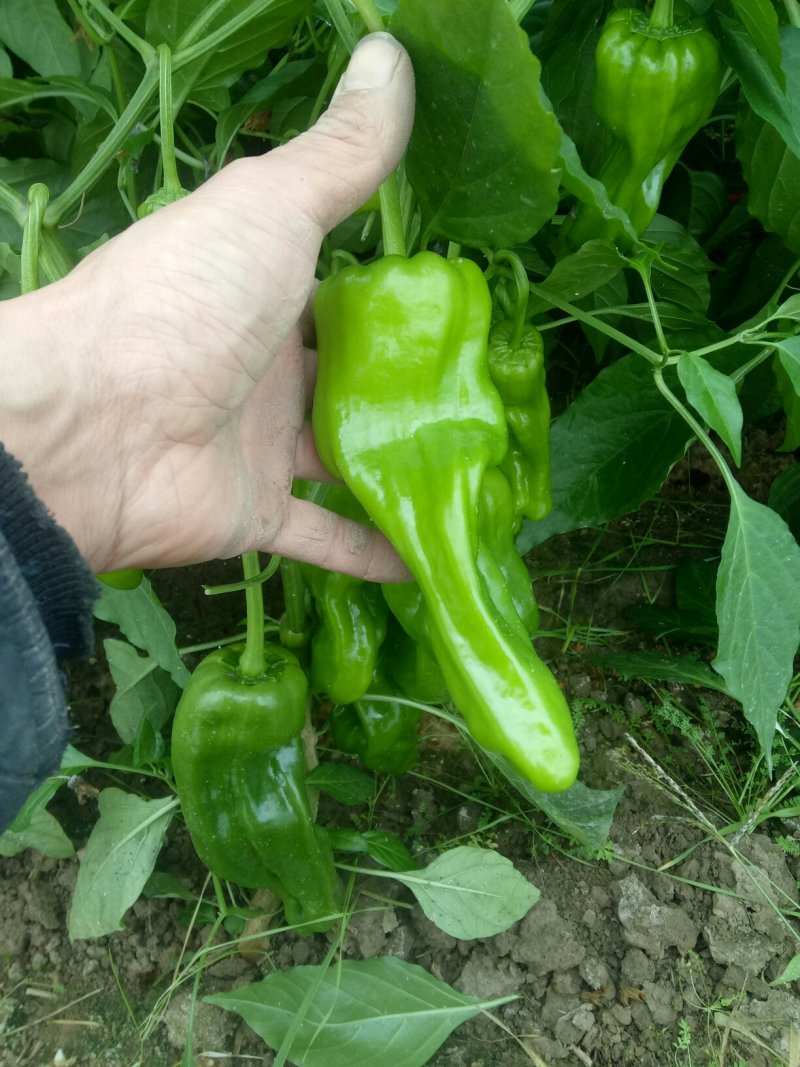 高温棚辣椒。以大量上市