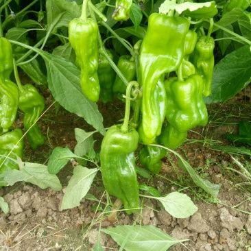 高温棚辣椒。以大量上市