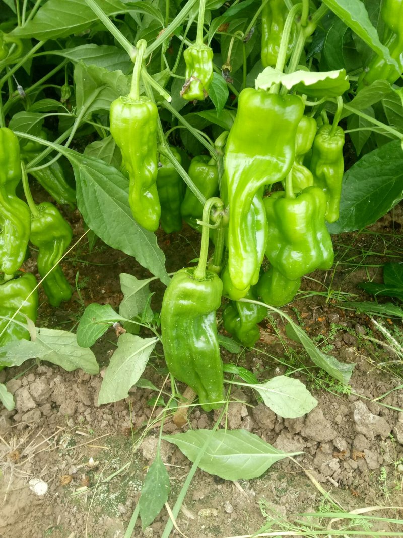 高温棚辣椒。以大量上市