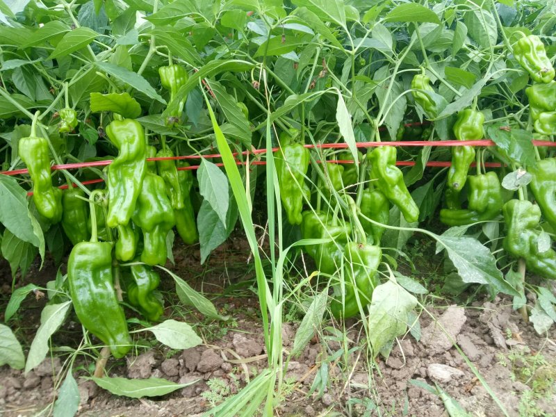 高温棚辣椒。以大量上市