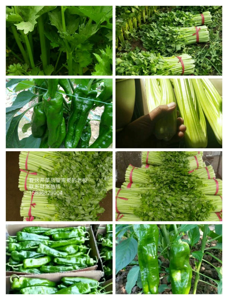 高温棚辣椒。以大量上市
