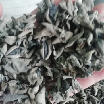 木耳大料