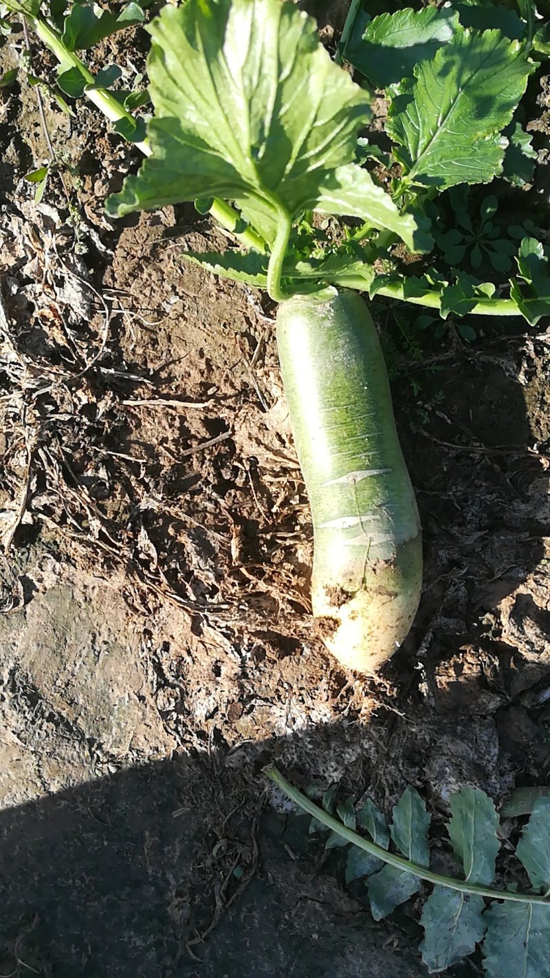 大量批发潍坊萝卜水果萝卜加工厂货，酱菜厂，脱水