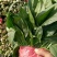 山东省菏泽市菠菜大量上市，精品菠菜2025厘米