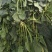 【加工厂】散菠菜大量走货中欢迎采购