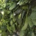 【加工厂】散菠菜大量走货中欢迎采购