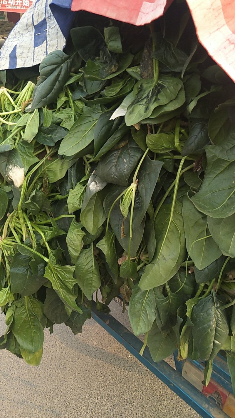 【加工厂】散菠菜大量走货中欢迎采购