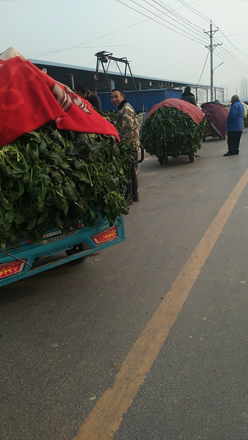 【加工厂】散菠菜大量走货中欢迎采购
