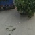 【加工厂】散菠菜大量走货中欢迎采购