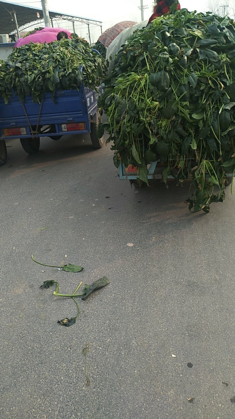 【加工厂】散菠菜大量走货中欢迎采购