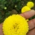 菊花苗