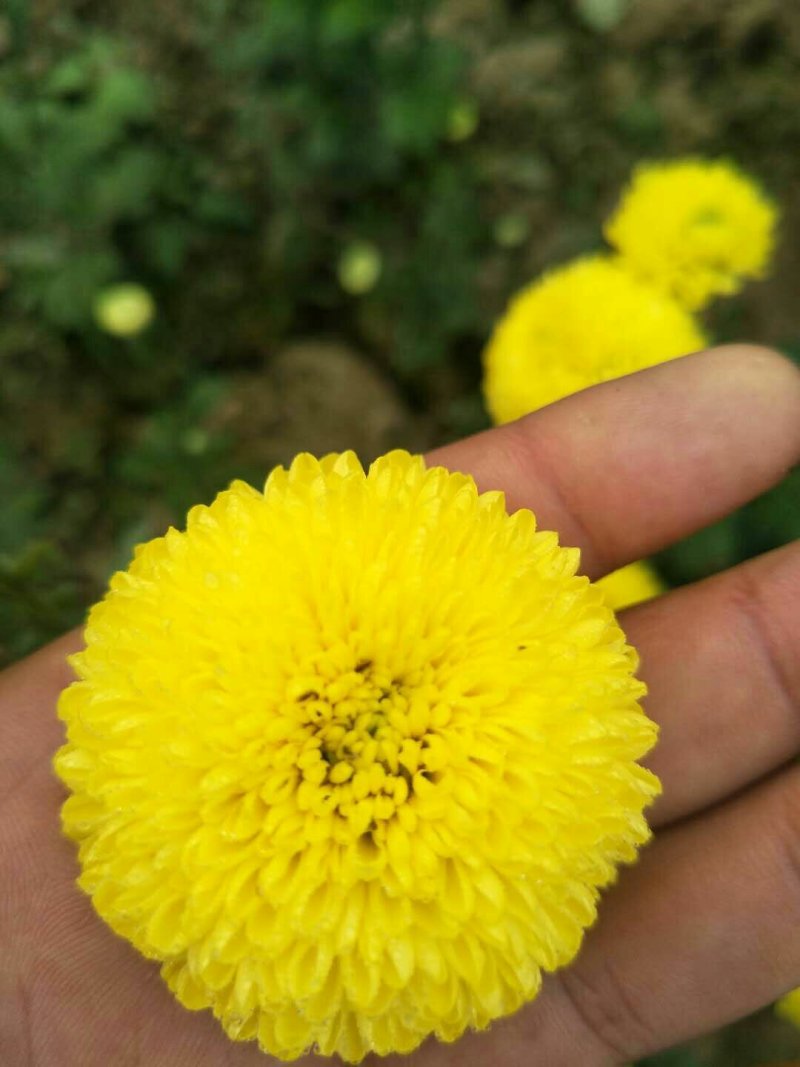 菊花苗