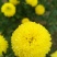 菊花苗