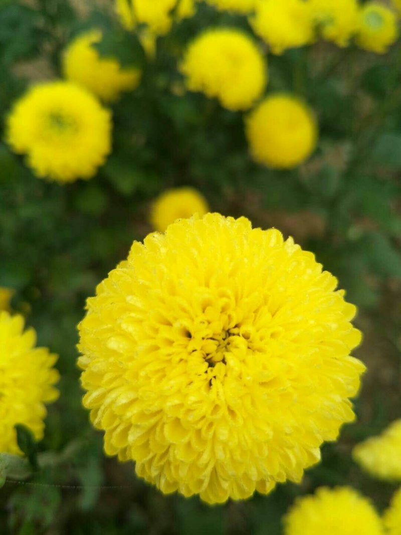 菊花苗