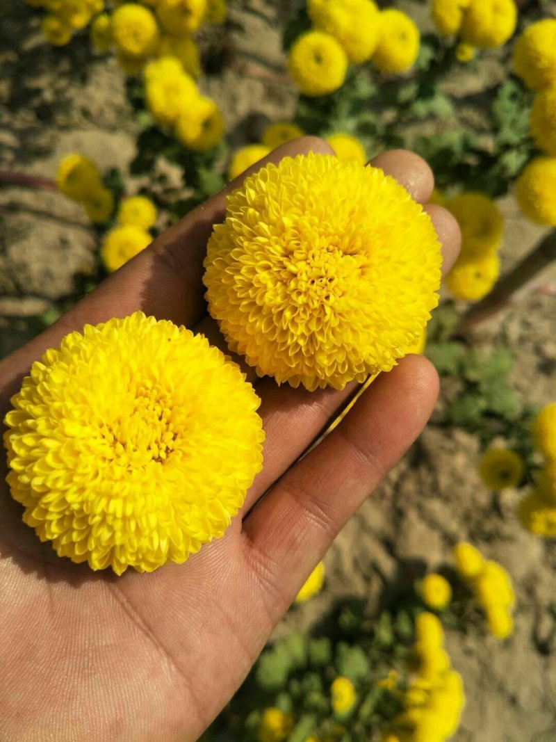 菊花苗