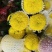 菊花苗